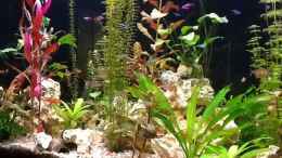 aquarium-von-suesswasserpirat-becken-26193_Seitenansicht