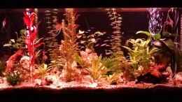 aquarium-von-suesswasserpirat-becken-26193_Abend