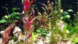 aquarium-von-suesswasserpirat-becken-26193_Beckenansicht