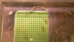 Aquarium einrichten mit Nachwuchs (9Stck.) Mix aus Placidochromis electra