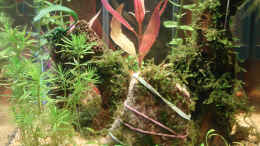aquarium-von-aquilegia-zum-moosgen-eck-wurde-aufgeloest_16.4.2013 Neu mit Vordergrundpflanzen