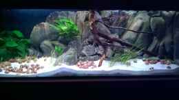 aquarium-von-trooper-tanganjikabecken-mit-selbstgebauter-rueckwand_Tanganjika mit Selbstbaurückwand