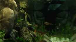 aquarium-von-trooper-tanganjikabecken-mit-selbstgebauter-rueckwand_Sicht von linker Stirnseite