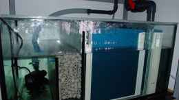 aquarium-von-trooper-tanganjikabecken-mit-selbstgebauter-rueckwand_Filterbecken mit Förderpumpe und Heizung von vorne