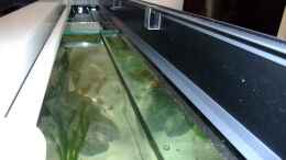 aquarium-von-trooper-tanganjikabecken-mit-selbstgebauter-rueckwand_Die Vorderseite der Abdeckung