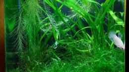 aquarium-von-denise83-kleiner-dschungel_Nano zwar schon grün, aber noch ohne Wurzel (Nov 2012)