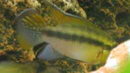 Aquarium einrichten mit Pelvicachromis humilis Männchen