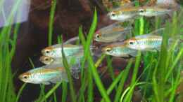 Aquarium einrichten mit Schwarmfisch pur: Die Kongosalmler