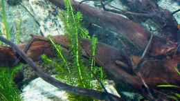 Aquarium einrichten mit Egeria densa