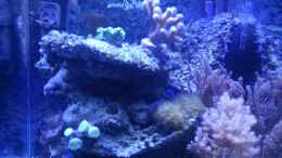 aquarium-von-cuny-60-liter-nanocube_