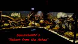 aquarium-von-gguardiann-reborn-from-the-ashes-nur-noch-beispiel_Neues Hauptbild vom 23.08.2013