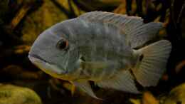 aquarium-von-gguardiann-reborn-from-the-ashes-nur-noch-beispiel_Blauer Papageibuntbarsch (Hoplarchus psittacus) - eines mein