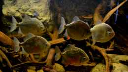 aquarium-von-gguardiann-reborn-from-the-ashes-nur-noch-beispiel_Nochmals meine 5 Myloplus rubripinnis luna