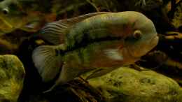 aquarium-von-gguardiann-reborn-from-the-ashes-nur-noch-beispiel_Hypselecara temporalis, Männchen mit Stirnbucke (Fettbuckel