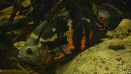 aquarium-von-gguardiann-reborn-from-the-ashes-nur-noch-beispiel_Astronotus sp. Bahia Red