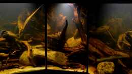 aquarium-von-gguardiann-reborn-from-the-ashes-nur-noch-beispiel_16.08.2013: Die neue Mitte