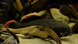 Aquarium einrichten mit Pseudacanthicus leopardus, der Echte