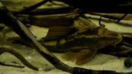 aquarium-von-gguardiann-reborn-from-the-ashes-nur-noch-beispiel_Einer meiner beiden Red Brunos (Cochliodon sp. Paraguay)