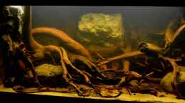 aquarium-von-gguardiann-reborn-from-the-ashes-nur-noch-beispiel_16:08.2013: Ein erstes schnelles Foto vom Endergebnis meiner