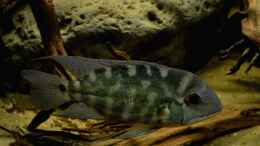 aquarium-von-gguardiann-reborn-from-the-ashes-nur-noch-beispiel_Hoplarchus-Weibchen mit Schreckfäbung
