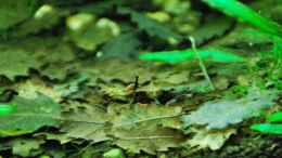 aquarium-von-lomarraco-me-equivocaria-otra-vez_oak leaves to reduce the pH