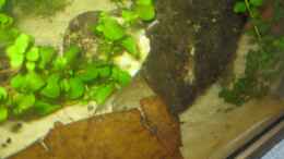 aquarium-von-jenny-krallenfrosch-becken_Unter Wurzeln und Seemandelbaumblättern kann man sich wunde