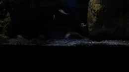 aquarium-von-the-pictus-catfish---tales-from-the-lake--aufgeloest_Nachfolgende Bilder vom Oktober 13 mit Steinmodul mittig