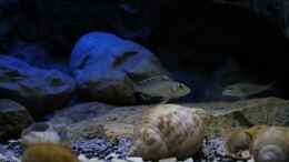 aquarium-von-the-pictus-catfish---tales-from-the-lake--aufgeloest_Sanccichliden im Zwielicht