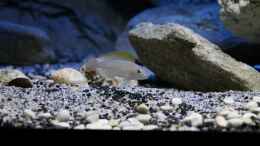 aquarium-von-the-pictus-catfish---tales-from-the-lake--aufgeloest_Neolamprologus caudopunctatus, hier das Männchen
