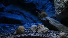 aquarium-von-the-pictus-catfish---tales-from-the-lake--aufgeloest_Neolamprologus helianthus, Juni 13, leider ausgezogen
