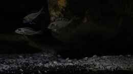 aquarium-von-the-pictus-catfish---tales-from-the-lake--aufgeloest_Die noch weiter reduzierte Beleuchtung mindert die Scheu