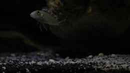 Aquarium einrichten mit Callochromis pleurospilus Männchen