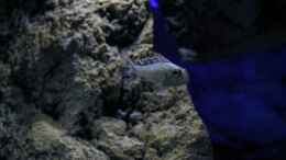 Aquarium einrichten mit Callochromis pleurospilus