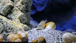 aquarium-von-the-pictus-catfish---tales-from-the-lake--aufgeloest_N.caudopunctatus Weibchen
