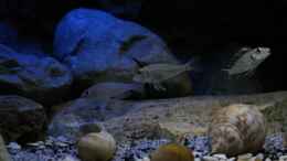 aquarium-von-the-pictus-catfish---tales-from-the-lake--aufgeloest_abchecken..