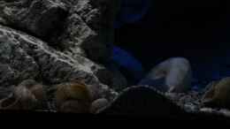 aquarium-von-the-pictus-catfish---tales-from-the-lake--aufgeloest_Filterverdeck Modul Teilstück A