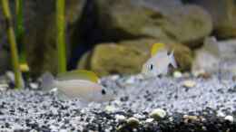 aquarium-von-the-pictus-catfish---tales-from-the-lake--aufgeloest_Elterntiere Neolamprologus caudopunctatus