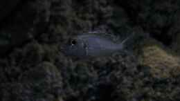 aquarium-von-the-pictus-catfish---tales-from-the-lake--aufgeloest_Callochromis pleurospilus