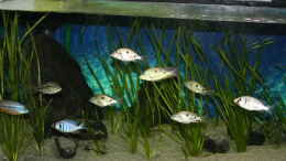 aquarium-von-mikem--otopharynx-fast-wie-zu-hause_