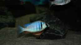 aquarium-von-mikem--otopharynx-fast-wie-zu-hause_Placidochromis electra jetzt etwa 10cm