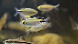 aquarium-von-didi-cameroon-beauties---nur-noch-beispiel--_Brycinus longipinnis Männchen