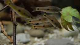 Aquarium einrichten mit Barbus trispilos