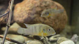 Aquarium einrichten mit Benitochromis ufermanni Männchen 