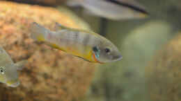aquarium-von-didi-cameroon-beauties---nur-noch-beispiel--_Benitochromis ufermanni Weibchen 