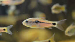 aquarium-von-didi-cameroon-beauties---nur-noch-beispiel--_Barbus camptacanthus  Moliwe
