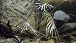 aquarium-von-didi-cameroon-beauties---nur-noch-beispiel--_Linke Seite mit Filterabtrennung