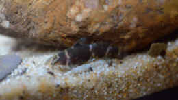 Foto mit Microsynodontis batesii