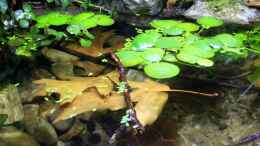 aquarium-von-die-perle----rainbowshiner_Limnobium laevigatum