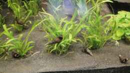 aquarium-von-fischkopp83-mein-stueck-suedamerika_6 Turmdeckelschnecken ( Melanoides tuberculata ) eingezogen