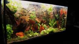Aquarium einrichten mit Seemandelbaumblätter JBL Cattapa nano